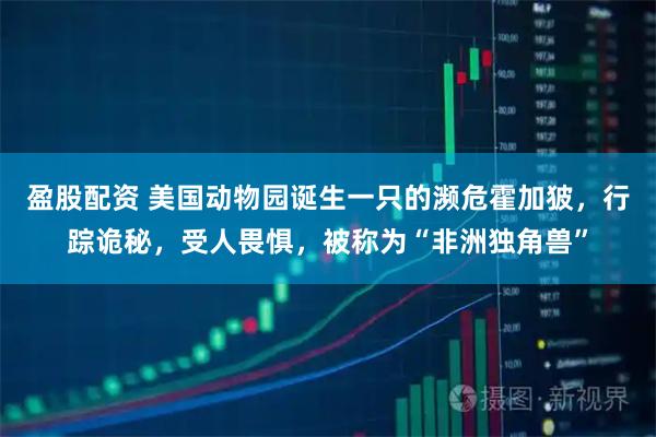 盈股配资 美国动物园诞生一只的濒危霍加狓，行踪诡秘，受人畏惧，被称为“非洲独角兽”